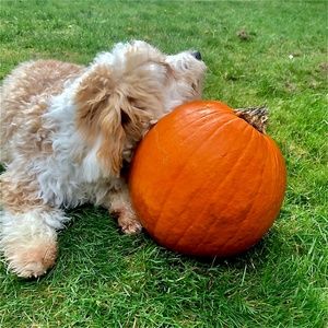 Meet your Posher, Addie